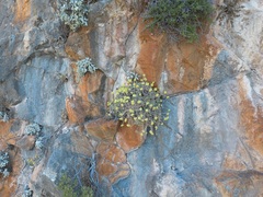 Helichrysum orientale, photograph (c) Eleftherios Katsillis, some rights reserved (CC BY)