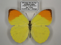 Afrodryas leda