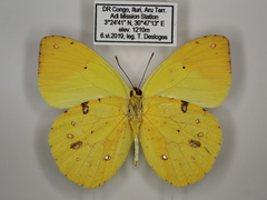 Afrodryas leda