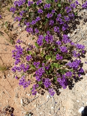 Phacelia pulchella
