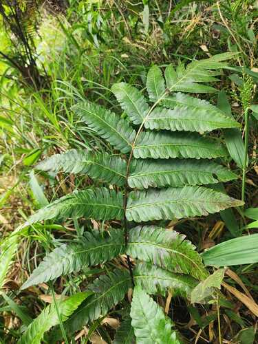 Cyathea horrida observed 2026-06-16