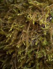 Herbertus dicranus