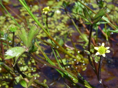 Ranunculus macropus