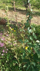 Scrophularia rubricaulis