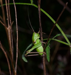 Pediodectes haldemanii