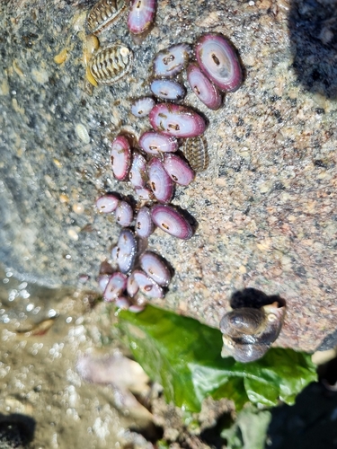 Fissurella mutabilis, 2026-06-18