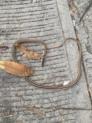 Mexican Patchnose Snake (Salvadora mexicana)