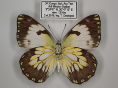 Belenois gidica abyssinica