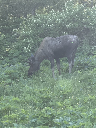 Moose