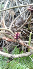 Luisia