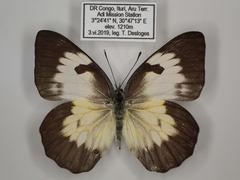 Belenois gidica abyssinica