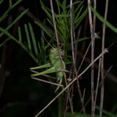 Pediodectes haldemanii