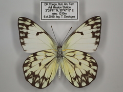 Belenois gidica