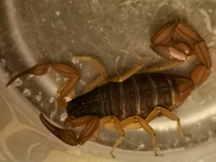 Centruroides ochraceus