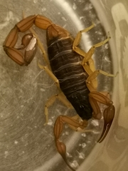 Centruroides ochraceus