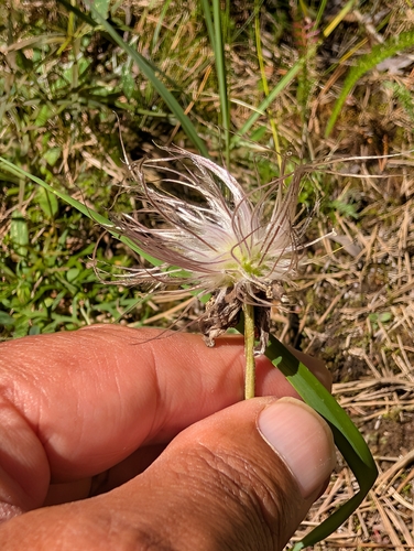 Pulsatilla pratensis, photograph 3