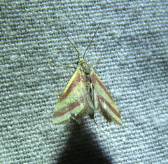 Microtheoris vibicalis