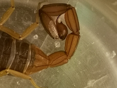Centruroides ochraceus