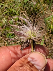 author not stated, no rights reserved Pulsatilla pratensis, photograph author not stated, no rights reserved
