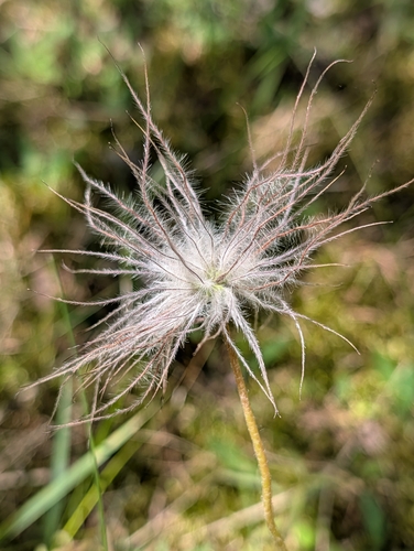 Pulsatilla pratensis, photograph 5