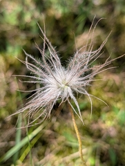 author not stated, no rights reserved Pulsatilla pratensis, photograph author not stated, no rights reserved