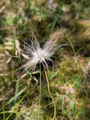 Pulsatilla pratensis, photograph author not stated, no rights reserved