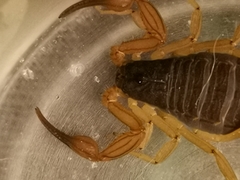 Centruroides ochraceus