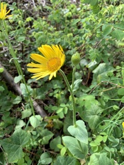 Doronicum