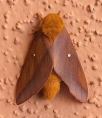 Anisota virginiensis