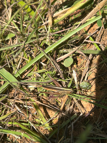 Staurorhectus longicornis