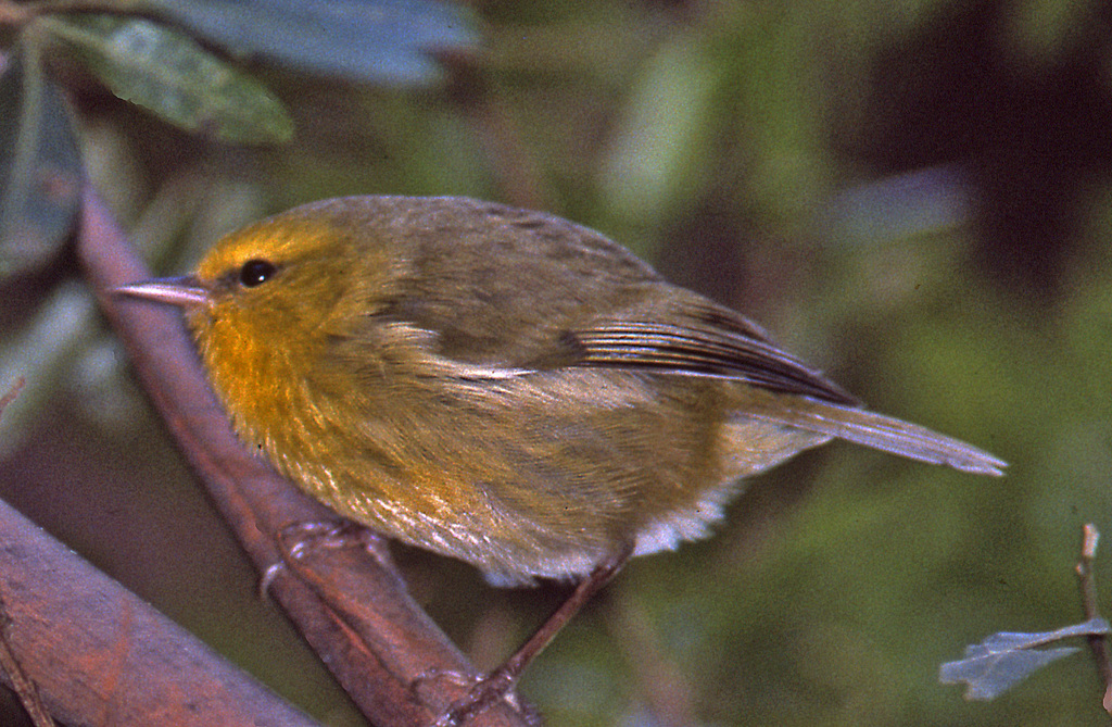ʻAlauahios