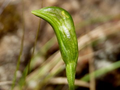 Pterostylis tasmanica