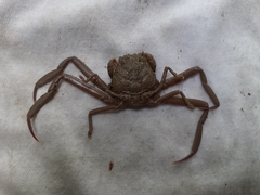 Dorippoides facchino