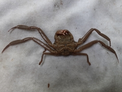 Dorippoides facchino