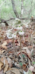 Cheirostylis yunnanensis