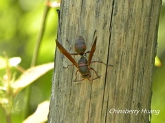 Polistes huisunensis