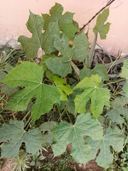 Cnidoscolus multilobus