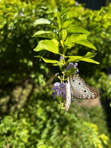 White Peacock