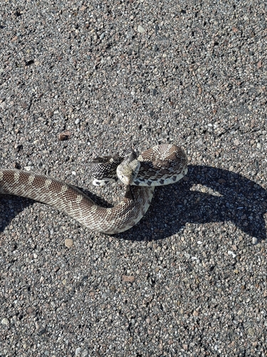 Bullsnake
