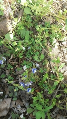 Veronica syriaca