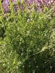 Vicia hirsuta