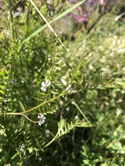 Vicia hirsuta