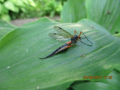 Tanyptera atrata