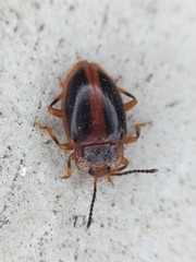 Epipocus cinctus