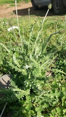 Carduus argentatus