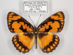 Byblia anvatara crameri