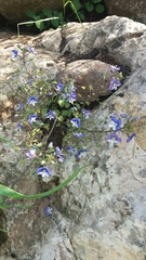 Veronica syriaca