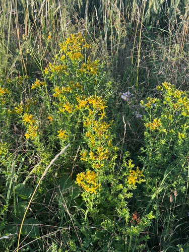 Common St. John's Wort