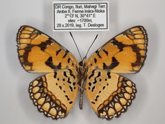 Byblia anvatara crameri