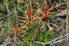 Erythrina leptorhiza